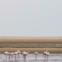 Boat trip from Walvis Bay - Flamingo