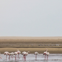 Boat trip from Walvis Bay - Flamingo