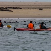 Boat trip from Walvis Bay - Sea Lion