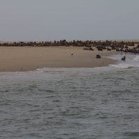 Boat trip from Walvis Bay - Sea Lion