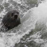 Boat trip from Walvis Bay - Sea Lion