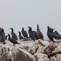 Boat trip from Walvis Bay - Cape Cormorant