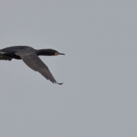 Boat trip from Walvis Bay - Cape Cormorant