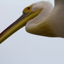 Walvis bay Cape Pelican