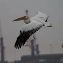 Walvis bay Cape Pelican