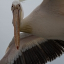 Walvis bay Cape Pelican