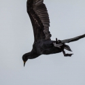 Walvis bay Cape Cormorant
