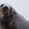 Boat trip from Walvis Bay - Sea Lion