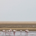 Boat trip from Walvis Bay - Flamingo