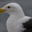 Boat trip from Walvis Bay- Gull