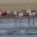 Boat trip from Walvis Bay - Flamingo