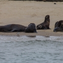 Boat trip from Walvis Bay - Sea Lion