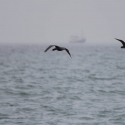 Boat trip from Walvis Bay - Cape Cormorant