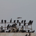 Walvis bay Cape Cormorant