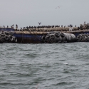 Walvis bay Cape Cormorant