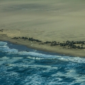 Sea lions on Namibia coast line