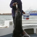 Boat trip from Walvis Bay- Sea Lion