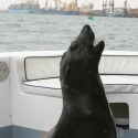 Boat trip from Walvis Bay - Sea Lion