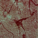 Rock art at Omandumba, Namibia