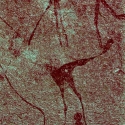 Rock art at Omandumba, Namibia