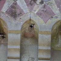 Berkshire branch of the Cambridge Society visit to  Dinefwr Castle and Newton House