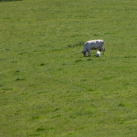 Berkshire branch of the Cambridge Society visit to  Dinefwr Castle and Newton House