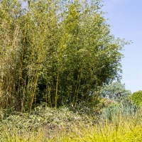 Berkshire branch of the Cambridge Society visit to National Botanic Garden of Wales