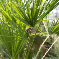 Berkshire branch of the Cambridge Society visit to National Botanic Garden of Wales