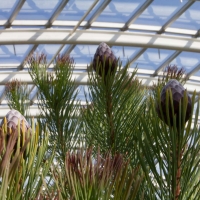 Berkshire branch of the Cambridge Society visit to National Botanic Garden of Wales