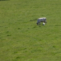 Berkshire branch of the Cambridge Society visit to  Dinefwr Castle and Newton House