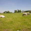 Berkshire branch of the Cambridge Society visit to  Dinefwr Castle and Newton House