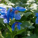 Berkshire branch of the Cambridge Society visit to National Botanic Garden of Wales