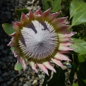 Berkshire branch of the Cambridge Society visit to National Botanic Garden of Wales