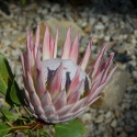 Berkshire branch of the Cambridge Society visit to National Botanic Garden of Wales