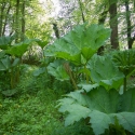 Berkshire branch of the Cambridge Society visit to Aberglasney