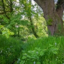 Berkshire branch of the Cambridge Society visit to Aberglasney