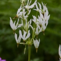 Berkshire branch of the Cambridge Society visit to Aberglasney