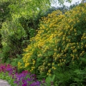 Berkshire branch of the Cambridge Society visit to Aberglasney