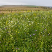 Ring of Brodgar