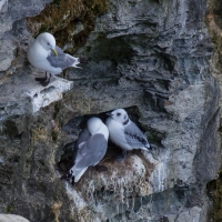 Scotland, Orkneys, Marwick Head