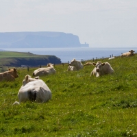 Scotland, Orkneys, Marwick Head