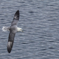 St Ninian's Isle