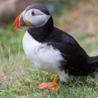 Sumburgh Head