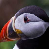 Sumburgh Head