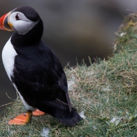 Sumburgh Head