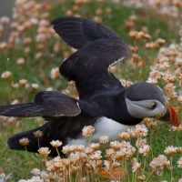 Sumburgh Head