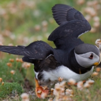 Sumburgh Head