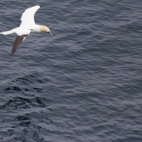 Sumburgh Head