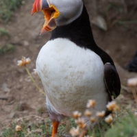 Sumburgh Head