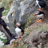 Sumburgh Head